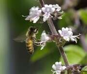our bees 074